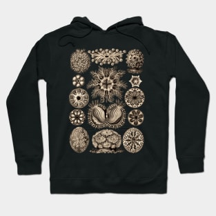 Ernst  Haeckel Ascidiae Sea Squirts  Wenge Hoodie